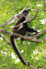 Ateles geoffroyi vellerosus