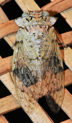 Platypleura spicata