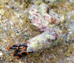 Calcinus pictus