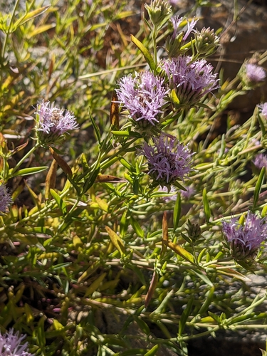 Image of Monardella stoneana by (c) sdash, some rights reserved (CC BY)