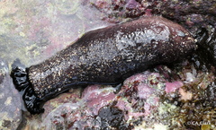 Holothuria cinerascens