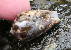 Conus catus