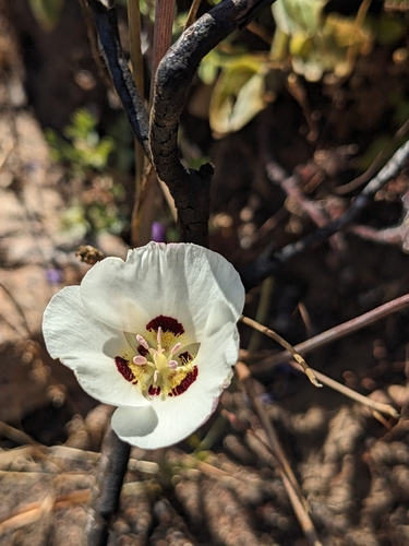 Dunn's mariposa lily (Calochortus dunnii)
