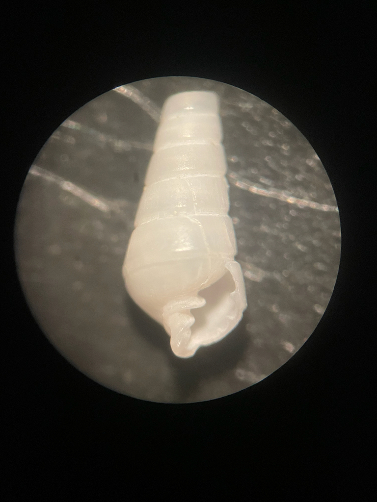 Crenulated Pyram