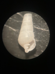 Crenulated Pyram