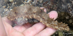 Holothuria pervicax