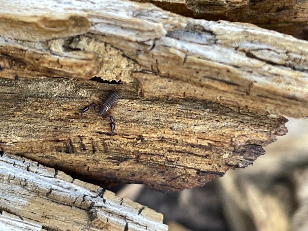 Dendrochernes crassus