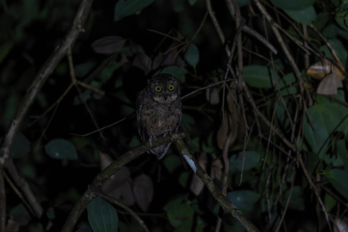 seychelles scops-owl (Otus insularis)