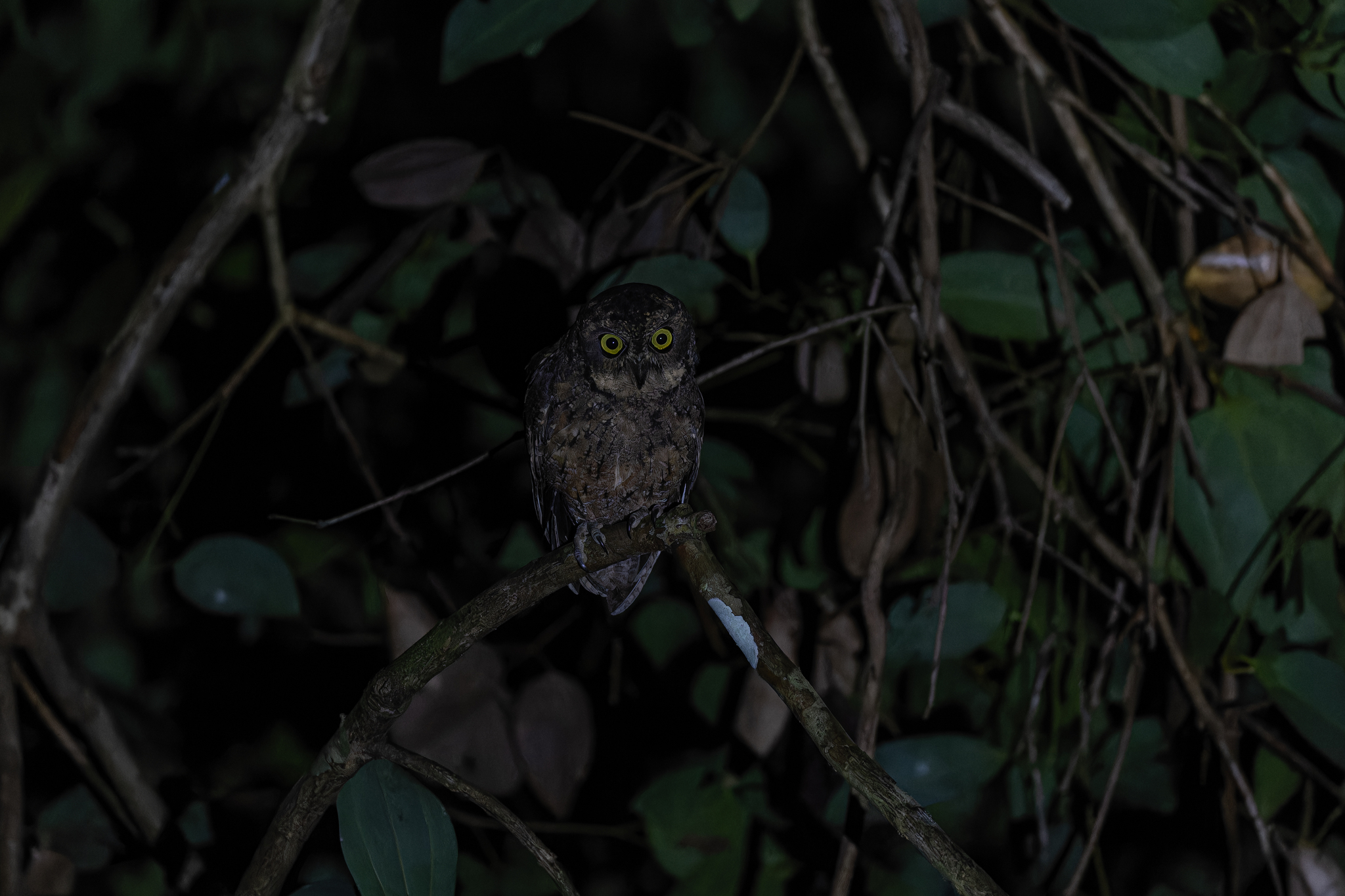 Seychelles Scops Owl (Otus insularis), photo 3