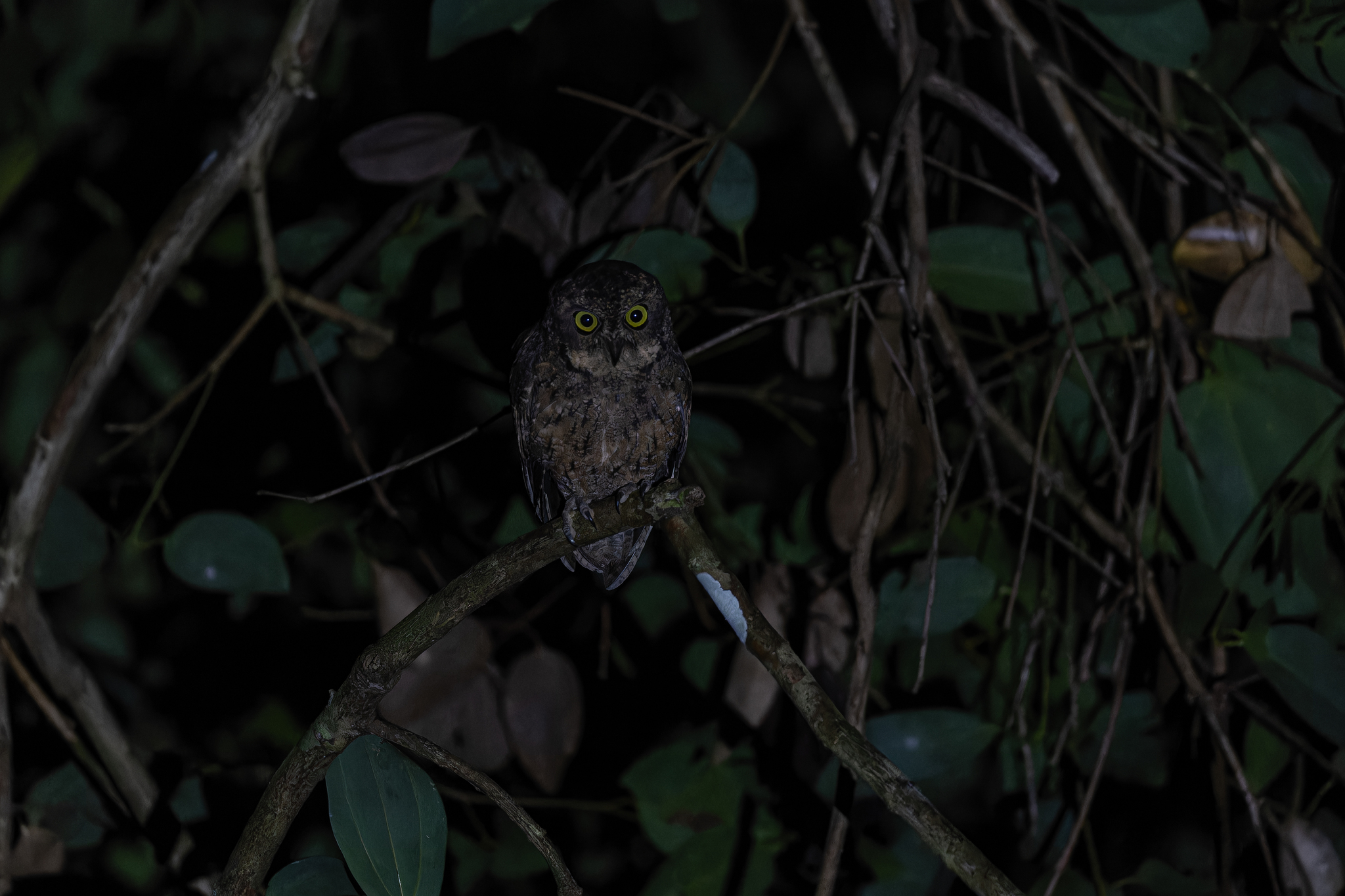 Seychelles Scops Owl (Otus insularis), photo 4