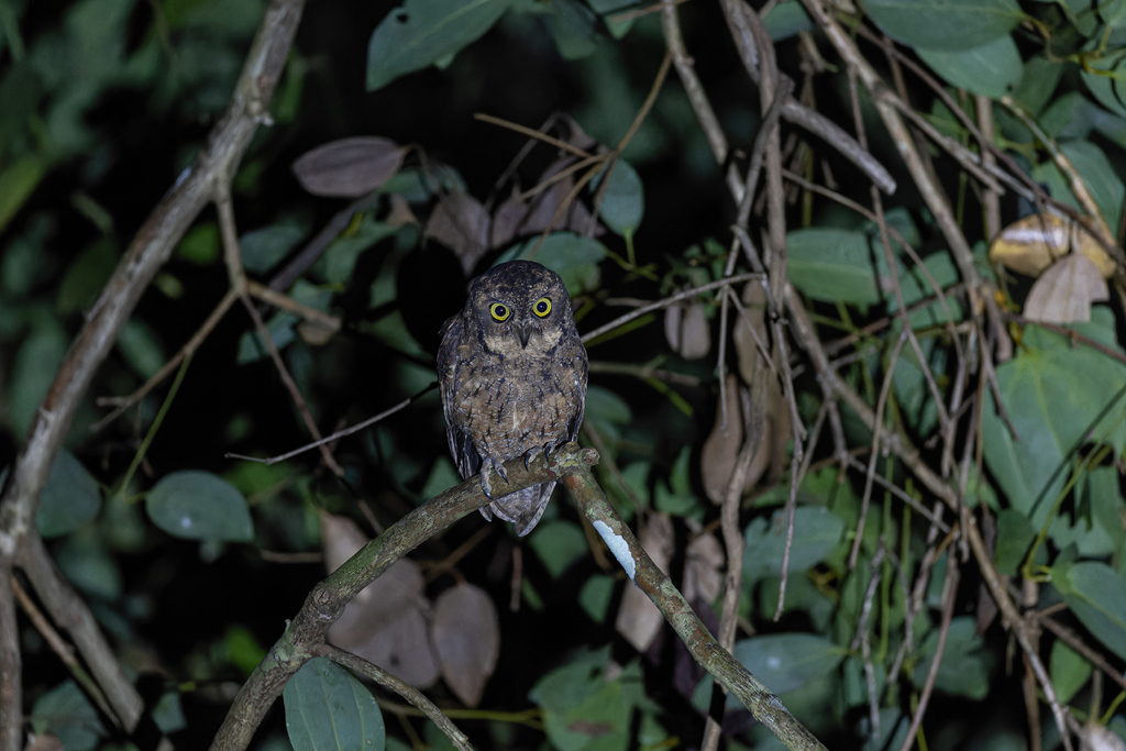 Seychelles Scops Owl