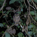 Seychelles Scops-Owl - Photo (c) Rafael Würtemberger, some rights reserved (CC BY-NC), uploaded by Rafael Würtemberger