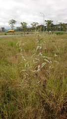 Persicaria lapathifolia lanata