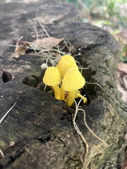 Leucocoprinus birnbaumii image