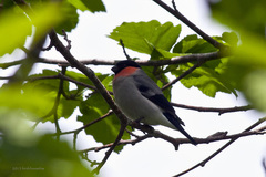 Pyrrhula pyrrhula griseiventris