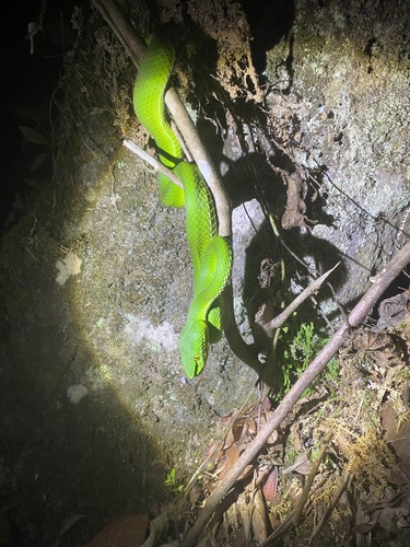 Photo of a Gumprecht's Pit Viper (Trimeresurus gumprechti)