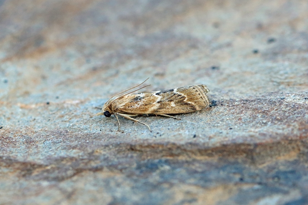 Bradyrrhoa cantenerella
