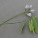 Vicia pubescens - Photo (c) Hinko Talsma, osa oikeuksista pidätetään (CC BY-NC), lähettänyt Hinko Talsma