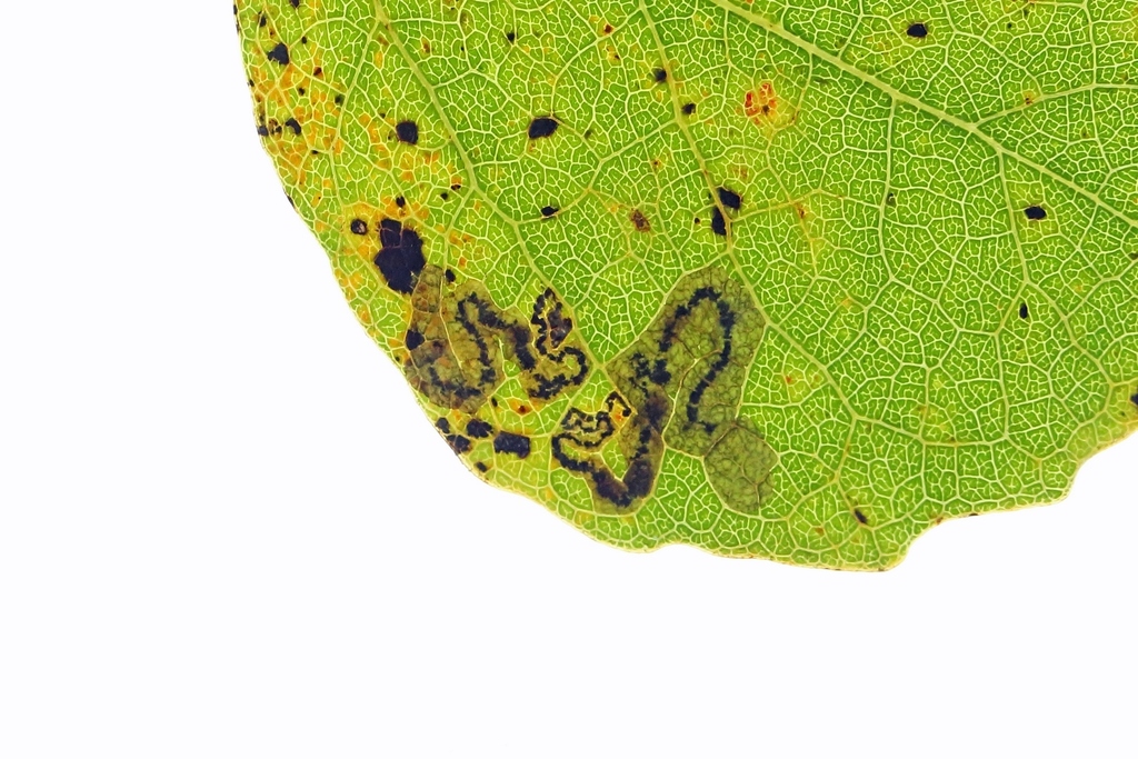 Aspen Pigmy