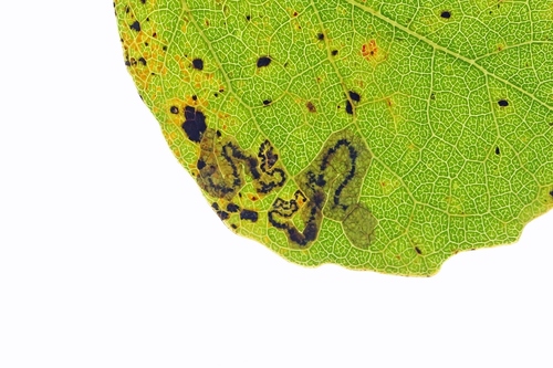 Aspen Pigmy