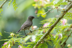 Seychelles Sunbird photo 2
