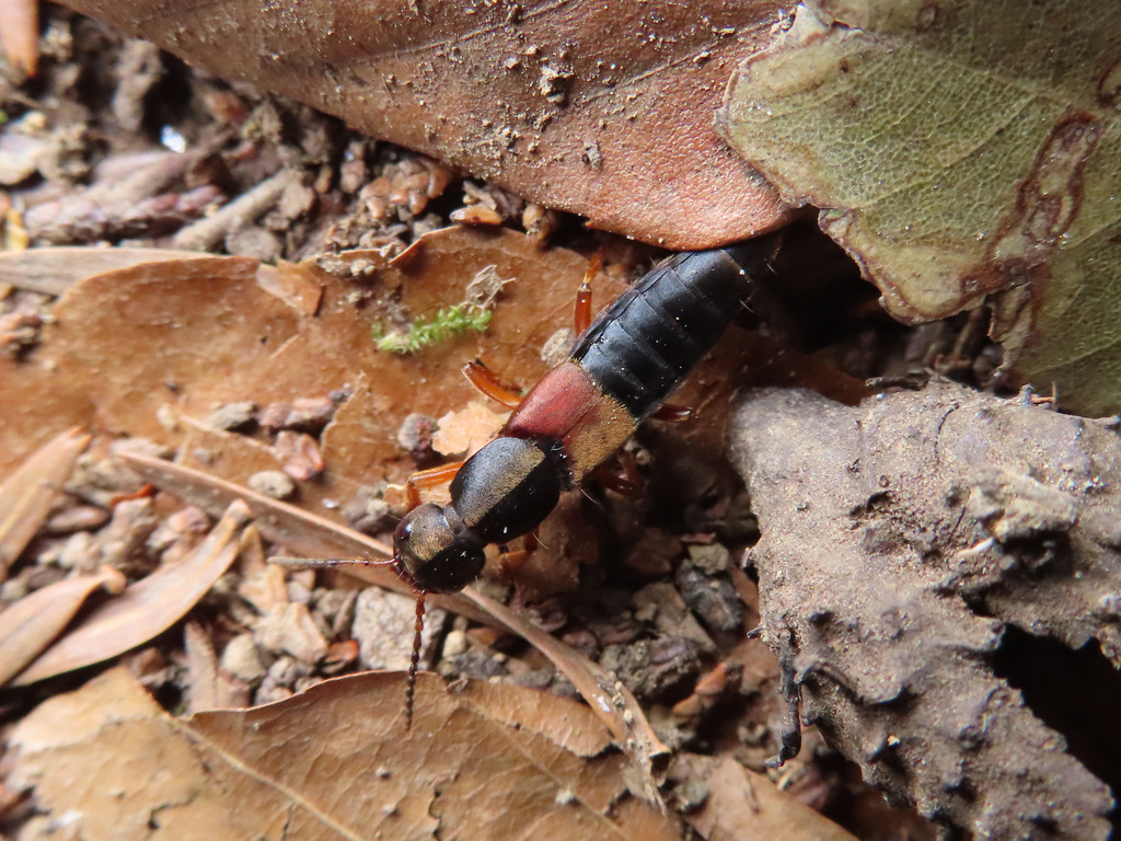 Agelosus carinatus