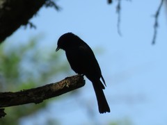 Melaenornis pammelaina ater