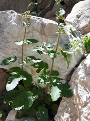 Scrophularia trifoliata