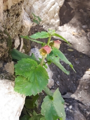 Scrophularia trifoliata