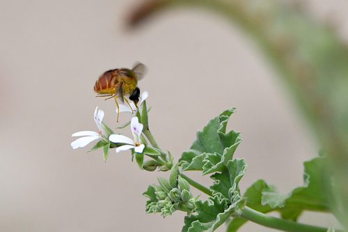 Pelargonium odoratissimum iNat (1)