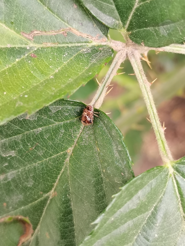 Clastoptera from Atzala 2016B, Atzala, 72813 San Andrés Cholula, Pue ...