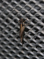 Trigonidiinae