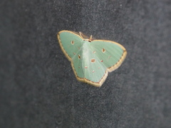 Comostola meritaria
