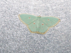 Comostola meritaria