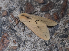 Spilarctia bisecta