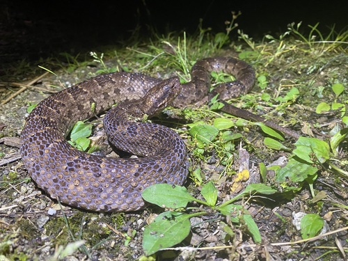 Ovophis malhotrae · iNaturalist