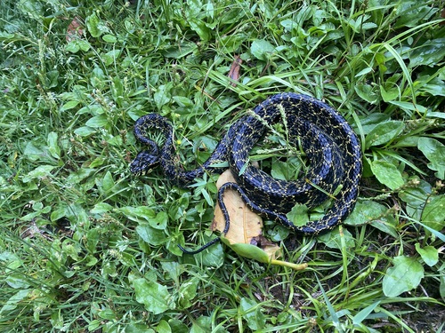 Bourret’s pitviper