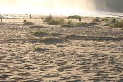 Cakile edentula edentula