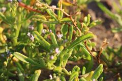 Cakile edentula edentula