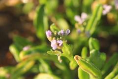 Cakile edentula edentula