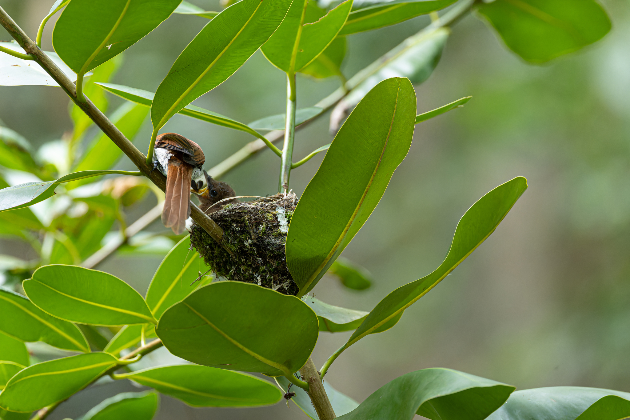 Seychelles Paradise-Flycatcher illustration