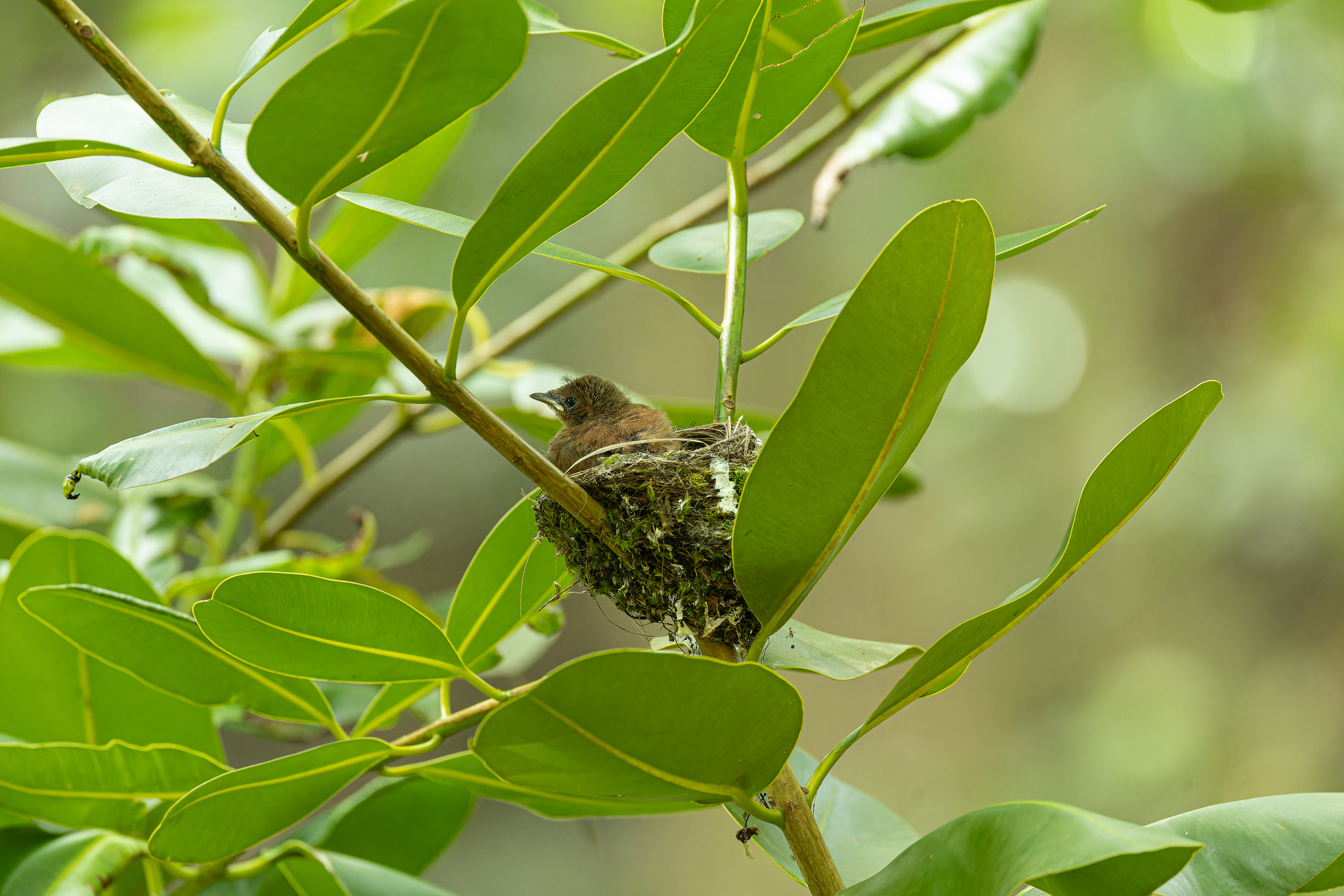 Seychelles Paradise Flycatcher (Terpsiphone corvina), photo 9