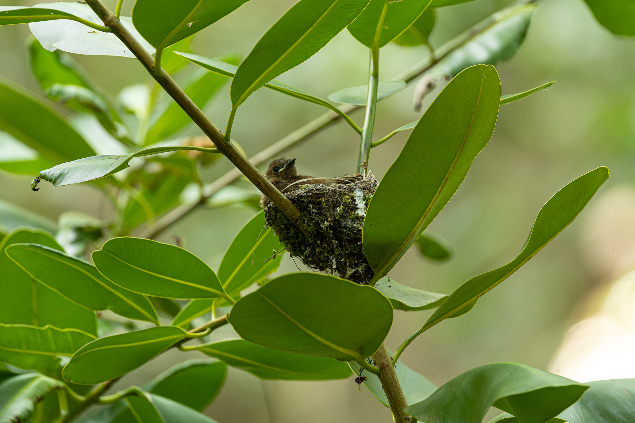 Seychelles Paradise Flycatcher (Terpsiphone corvina), photo 8