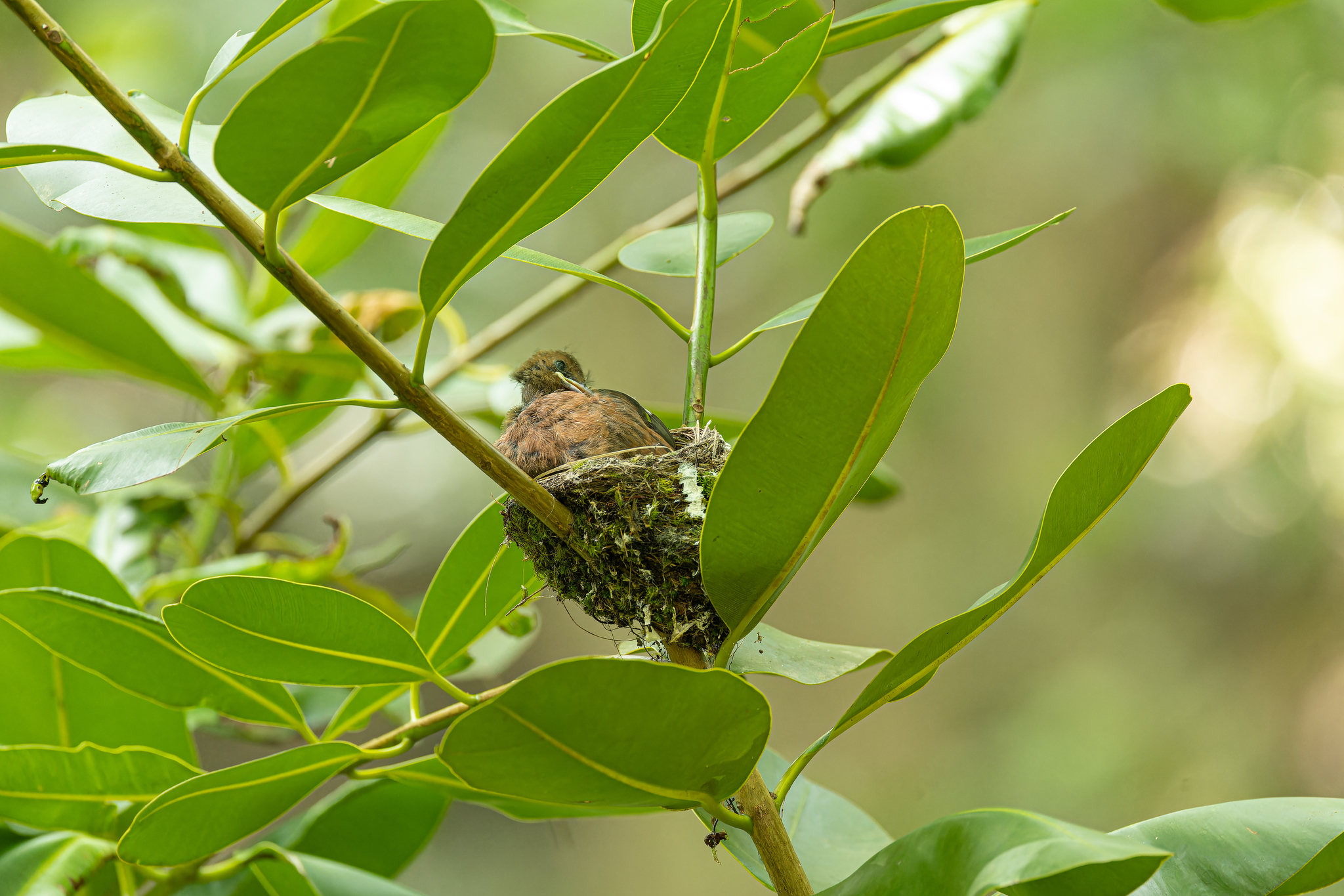 Seychelles Paradise Flycatcher (Terpsiphone corvina), photo 10