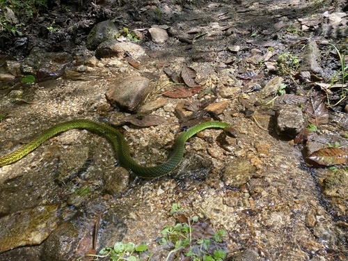 Photo of a Green Rat Snake (nigromarginata) (Ptyas nigromarginata)