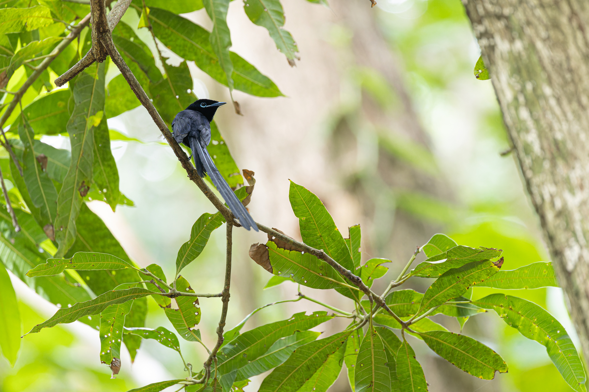 Seychelles Paradise Flycatcher (Terpsiphone corvina), photo 7