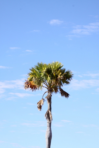 Madagascar palmyra palm (Borassus madagascariensis)