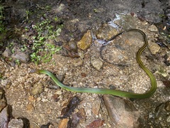 Black-Bordered Rat Snake photo 5