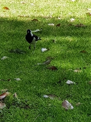 Grallina cyanoleuca