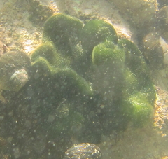Codium convolutum